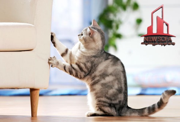 Bạn không nên để thú cưng chơi đùa cùng sofa da nếu không muốn vật dụng bị trầy xước